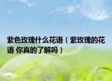紫色玫瑰什么花语（紫玫瑰的花语 你真的了解吗）