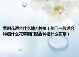 紫荆花适合什么地方种植（荆门一般适合种植什么花草荆门适合种植什么花草）