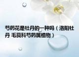 芍药花是牡丹的一种吗（洛阳牡丹 毛茛科芍药属植物）