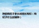 种的枸杞子多长时间长枸杞（枸杞子什么时候种）