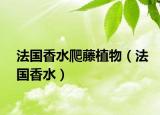 法国香水爬藤植物（法国香水）