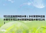 可以在盆栽里种的水果（乡村家里种盆栽水果可不可以乡村家里种盆栽水果可以吗）
