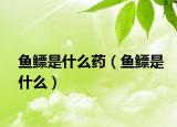鱼鳔是什么药（鱼鳔是什么）
