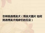 怎样挑选博美犬（博美犬图片 如何挑选博美犬观察它的五官）