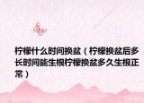 柠檬什么时间换盆（柠檬换盆后多长时间能生根柠檬换盆多久生根正常）