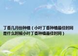 丁香几月份种植（小叶丁香种植最佳时间是什么时候小叶丁香种植最佳时间）