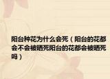 阳台种花为什么会死（阳台的花都会不会被晒死阳台的花都会被晒死吗）