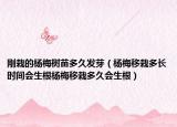 刚栽的杨梅树苗多久发芽（杨梅移栽多长时间会生根杨梅移栽多久会生根）