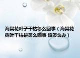 海棠花叶子干枯怎么回事（海棠花树叶干枯是怎么回事 该怎么办）