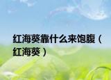 红海葵靠什么来饱腹（红海葵）