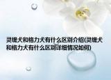 灵缇犬和格力犬有什么区别介绍(灵缇犬和格力犬有什么区别详细情况如何)