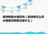 发财树能水培养吗（发财树怎么养 水培发财树要注意什么）