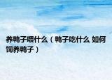 养鸭子喂什么（鸭子吃什么 如何饲养鸭子）