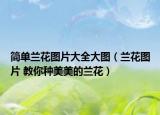 简单兰花图片大全大图（兰花图片 教你种美美的兰花）
