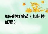 如何种红薯苗（如何种红薯）