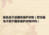 鳐鱼是不是国家保护动物（野生鲻鱼不属于国家保护动物对吗）