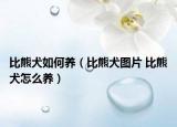 比熊犬如何养（比熊犬图片 比熊犬怎么养）