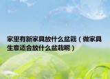 家里有新家具放什么盆栽（做家具生意适合放什么盆栽呢）