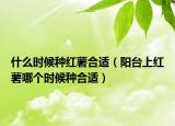 什么时候种红薯合适（阳台上红薯哪个时候种合适）