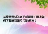 花瓣网素材怎么下载原图（网上如何下载鲜花图片 花的素材）