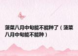 菠菜八月中旬能不能种了（菠菜八月中旬能不能种）