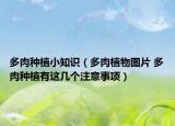 多肉种植小知识（多肉植物图片 多肉种植有这几个注意事项）