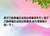 君子兰的养殖方法和注意事项冬天（君子兰的养殖方法和注意事项 向大家简单介绍一下）