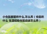 小仓鼠都爱吃什么,怎么养（仓鼠吃什么 生活经验仓鼠应该怎么养）