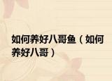 如何养好八哥鱼（如何养好八哥）