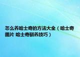 怎么养哈士奇的方法大全（哈士奇图片 哈士奇驯养技巧）