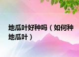地瓜叶好种吗（如何种地瓜叶）