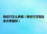 转运竹怎么养殖（转运竹可用自来水养殖吗）