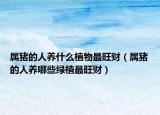 属猪的人养什么植物最旺财（属猪的人养哪些绿植最旺财）