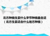 北方种植生姜什么季节种植最合适（北方生姜适合什么地方种植）