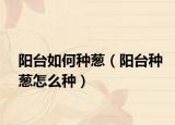阳台如何种葱（阳台种葱怎么种）