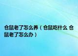 仓鼠老了怎么养（仓鼠吃什么 仓鼠老了怎么办）