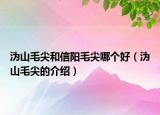 沩山毛尖和信阳毛尖哪个好（沩山毛尖的介绍）