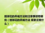 绣球花的养殖方法和注意事项有哪些（绣球花的养殖方法 需要注意什么）