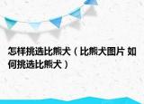怎样挑选比熊犬（比熊犬图片 如何挑选比熊犬）