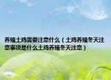 养殖土鸡需要注意什么（土鸡养殖冬天注意事项是什么土鸡养殖冬天注意）
