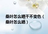 桑叶怎么晒干不变色（桑叶怎么晒）