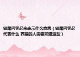 猫尾巴竖起来表示什么意思（猫尾巴竖起代表什么 养猫的人需要知道这些）