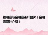 铁观音与金观音茶叶图片（金观音茶叶介绍）