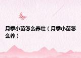 月季小苗怎么养壮（月季小苗怎么养）