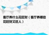 客厅养什么花旺财（客厅养哪些花旺财又旺人）