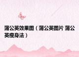 蒲公英效果图（蒲公英图片 蒲公英瘦身法）