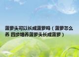 菠萝头可以长成菠萝吗（菠萝怎么养 四步培养菠萝头长成菠萝）