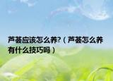 芦荟应该怎么养?（芦荟怎么养 有什么技巧吗）