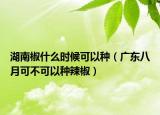 湖南椒什么时候可以种（广东八月可不可以种辣椒）