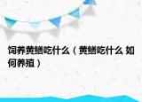 饲养黄鳝吃什么（黄鳝吃什么 如何养殖）